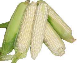 Sweet Corn (White SE/SB)