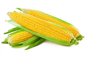 Sweet Corn (SCR 102)