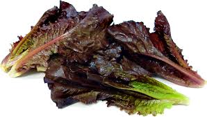 Lettuce Baby Leaf (Red Romaine #2)