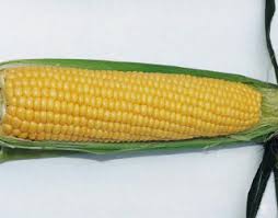 Sweet Corn-Yellow SH2